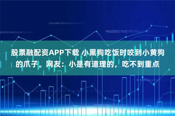 股票融配资APP下载 小黑狗吃饭时咬到小黄狗的爪子。网友：小是有道理的，吃不到重点